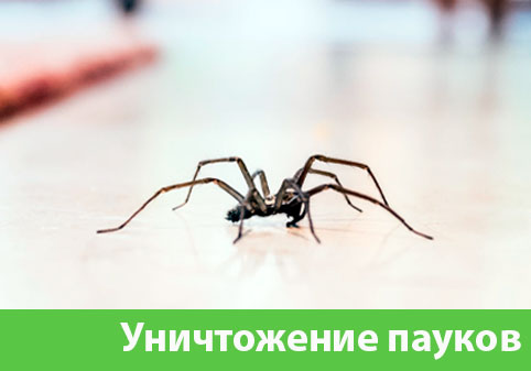 Избавиться от пауков в городе Йошкар-Ола