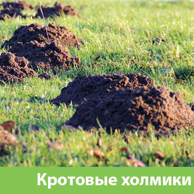 Кроты на участке в Йошкар-Оле
