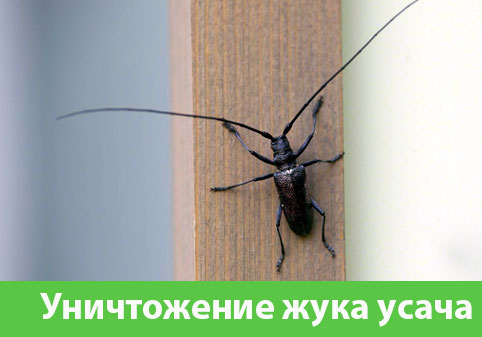 Обработка от жука усача в городе Йошкар-Ола