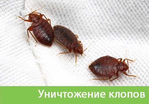 Уничтожение клопов в городе Йошкар-Ола