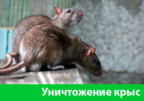 Уничтожение крыс в городе Йошкар-Ола