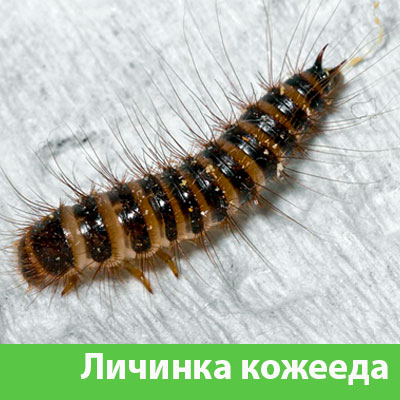 Личинка Кожееда в Йошкар-Оле