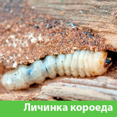 Уничтожение личинок короеда в Йошкар-Оле
