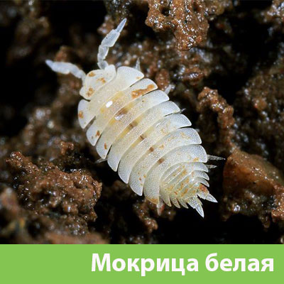 Мокрица в Йошкар-Оле фото
