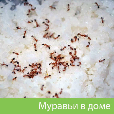 Муравьи в доме в Йошкар-Оле