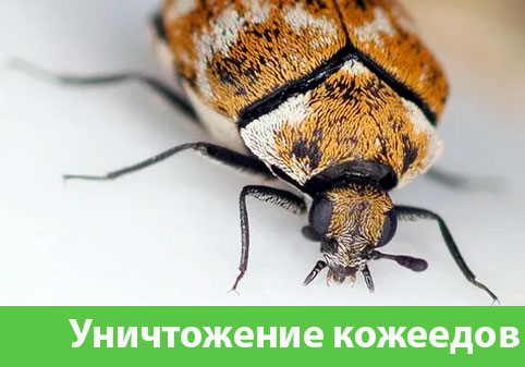 Обработка от кожееда в городе Йошкар-Ола 