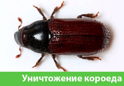 Обработка от короеда в городе Йошкар-Ола