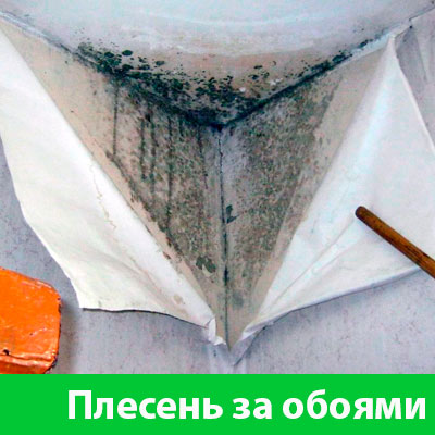 Удаление плесени в Йошкар-Оле