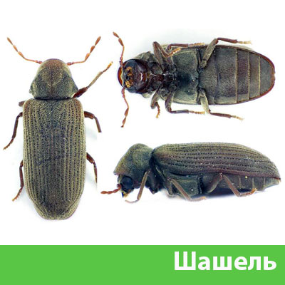 Обработка от шашеля в городе Йошкар-Ола