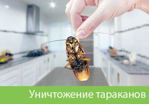Уничтожение тараканов в городе Йошкар-Ола