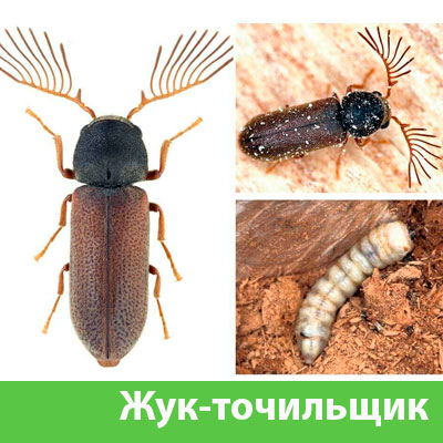 Уничтожение точильщика и личинок в Йошкар-Оле