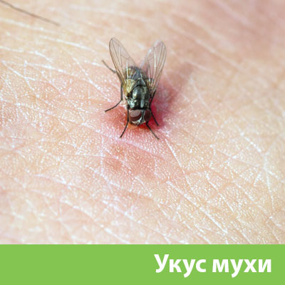 Уничтожение мух в Йошкар-Оле