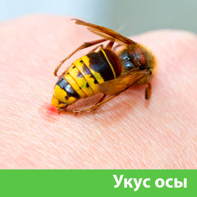 Профессиональное уничтожение ос и шершней в Йошкар-Оле