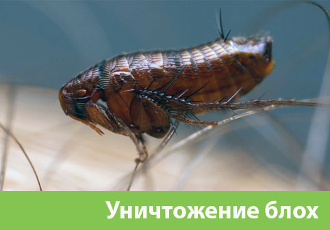 Уничтожение блох в городе Йошкар-Ола