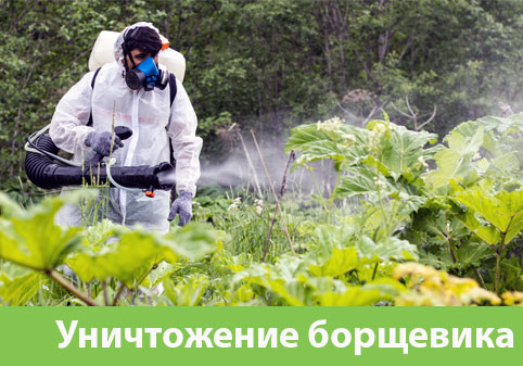 Уничтожение Борщевика в городе Йошкар-Ола