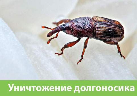 Уничтожение долгоносиков в городе Йошкар-Ола