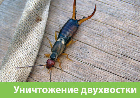 Уничтожение двухвостки в городе Йошкар-Ола