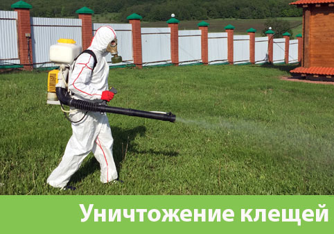 Уничтожение клещей в городе Йошкар-Ола