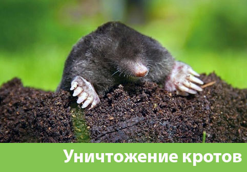 Уничтожение кротов в городе Йошкар-Ола