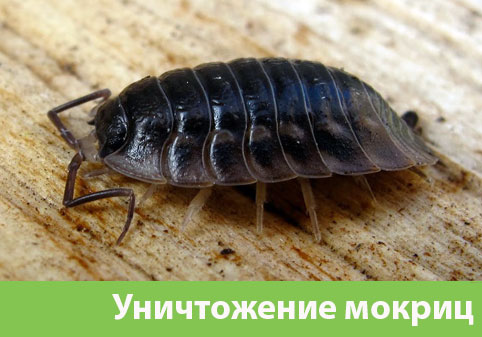Мокрицы в квартире в городе Йошкар-Ола