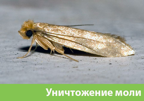 Уничтожение моли в городе Йошкар-Ола 