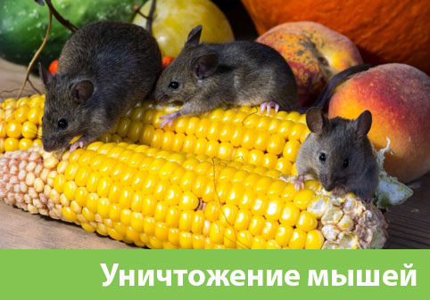 Уничтожение мышей в Йошкар-Оле