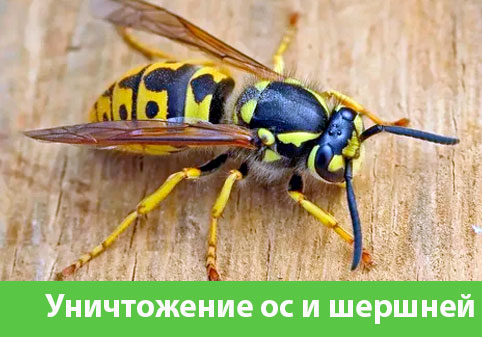 Уничтожение ос и шершней в городе Йошкар-Ола